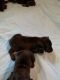 Doberman Pinscher Puppies for sale in Carriere, MS 39426, USA. price: $1,500