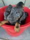 Doberman Pinscher Puppies for sale in Lake Station, IN 46405, USA. price: $1,200