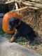 Doberman Pinscher Puppies for sale in Hot Springs, AR, USA. price: $1,000