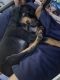 Doberman Pinscher Puppies for sale in Norco, CA, USA. price: NA