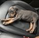 Doberman Pinscher Puppies for sale in Charlotte, NC, USA. price: $650