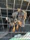 Doberman Pinscher Puppies for sale in Charlotte, NC, USA. price: $450