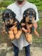 Doberman Pinscher Puppies for sale in Mumbai, Maharashtra, India. price: 30000 INR