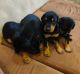 Doberman Pinscher Puppies for sale in Navi Mumbai, Maharashtra, India. price: NA