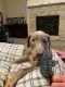 Doberman Pinscher Puppies for sale in Houston, TX, USA. price: NA