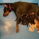 Doberman Pinscher Puppies for sale in Portland, TX 78374, USA. price: $3,500