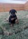 Doberman Pinscher Puppies for sale in Harker Heights, TX 76548, USA. price: $800