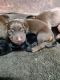 Doberman Pinscher Puppies for sale in Kallikuppam, Ambattur, Chennai, Tamil Nadu 600053, India. price: 14000 INR