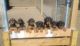 Doberman Pinscher Puppies for sale in Springtown, TX 76082, USA. price: $700