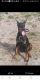 Doberman Pinscher Puppies for sale in Holiday, FL, USA. price: $1,700