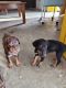 Doberman Pinscher Puppies for sale in Sultanpur, Uttar Pradesh, India. price: 10,000 INR