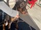Doberman Pinscher Puppies for sale in Simi Valley, CA, USA. price: $2,000