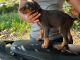 Doberman Pinscher Puppies for sale in Wanowrie, Pune, Maharashtra, India. price: 15000 INR