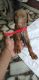 Doberman Pinscher Puppies for sale in Chitlapakkam, Chennai, Tamil Nadu, India. price: 8500 INR