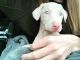 Doberman Pinscher Puppies for sale in 20006 Roscoe Blvd, Winnetka, CA 91306, USA. price: NA