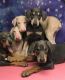 Doberman Pinscher Puppies for sale in 20006 Roscoe Blvd, Winnetka, CA 91306, USA. price: $1,200