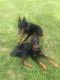Doberman Pinscher Puppies for sale in Oxford, OH 45056, USA. price: NA