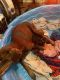 Doberman Pinscher Puppies for sale in Portage, MI, USA. price: NA