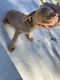 Doberman Pinscher Puppies for sale in 9045 Hemlock Ave, Fontana, CA 92335, USA. price: $350