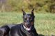 Doberman Pinscher Puppies for sale in Red House, WV, USA. price: $1,200