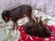 Doberman Pinscher Puppies for sale in Doniphan, MO 63935, USA. price: $500
