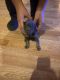 Doberman Pinscher Puppies for sale in Marengo, OH 43334, USA. price: $1,000