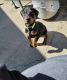 Doberman Pinscher Puppies for sale in Raeford, NC 28376, USA. price: NA