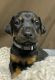 Doberman Pinscher Puppies for sale in Port Byron, IL 61275, USA. price: NA