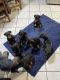 Doberman Pinscher Puppies for sale in Artesia, NM 88210, USA. price: $900