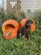 Doberman Pinscher Puppies for sale in Howard City, MI 49329, USA. price: NA