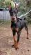 Doberman Pinscher Puppies for sale in San Angelo, TX, USA. price: NA