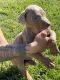 Doberman Pinscher Puppies for sale in Hemet, CA, USA. price: NA