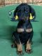 Doberman Pinscher Puppies for sale in Princeton, NC 27569, USA. price: $1,200