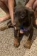 Doberman Pinscher Puppies for sale in Whiteville, NC 28472, USA. price: NA