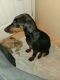 Doberman Pinscher Puppies for sale in Greeley, CO, USA. price: $400