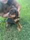 Doberman Pinscher Puppies for sale in Pflugerville, TX 78660, USA. price: NA