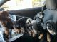 Doberman Pinscher Puppies for sale in Ontario, CA, USA. price: NA