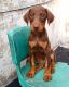 Doberman Pinscher Puppies for sale in Pune, Maharashtra, India. price: NA