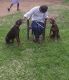 Doberman Pinscher Puppies for sale in Beluvai, Karnataka 574213, India. price: 20000 INR