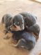 Doberman Pinscher Puppies for sale in Konda Mallepally, Telangana, India. price: 20000 INR
