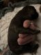 Doberman Pinscher Puppies for sale in Jackson, MS, USA. price: $100