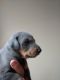 Doberman Pinscher Puppies for sale in Rockwood, TN 37854, USA. price: $800