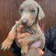 Doberman Pinscher Puppies for sale in New York, NY, USA. price: $900