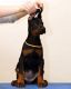 Doberman Pinscher Puppies for sale in New York, NY, USA. price: $1,000
