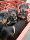 Doberman Pinscher Puppies for sale in Orange, VA 22960, USA. price: $600