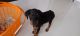 Doberman Pinscher Puppies for sale in Nashik, Maharashtra, India. price: 8500 INR