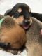 Doberman Pinscher Puppies for sale in San Diego, CA, USA. price: $500