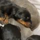 Doberman Pinscher Puppies for sale in Bakersfield, CA 93314, USA. price: $1,500