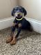 Doberman Pinscher Puppies for sale in Atlanta, GA, USA. price: $2,000