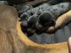 Doberman Pinscher Puppies for sale in Thornton, CO, USA. price: $1,600